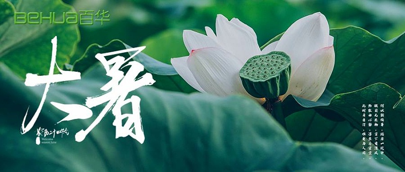 大暑|蟬聲嘹亮，夏意正濃
